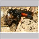 Anoplius infuscatus - Weswespe w008j 10mm - OS-Hasbergen-Lehmhuegel-det.jpg